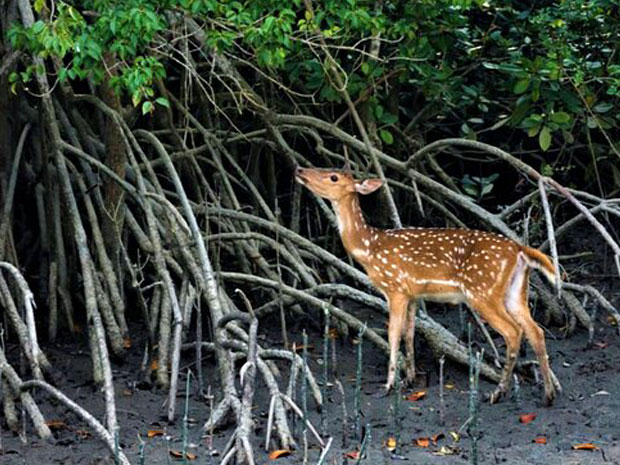 sundarban1