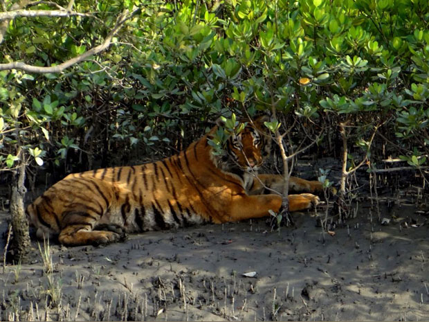 sundarban2