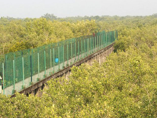 sundarban5