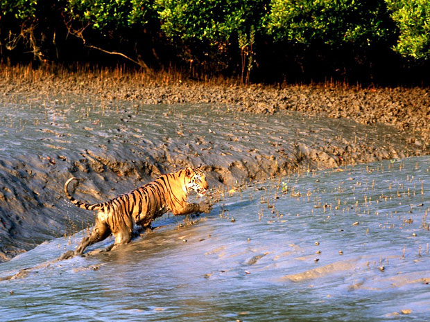 sundarban8